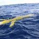 Illustration for article titled A Fleet of Unpowered Submarines Is About to Plumb the Ocean's Depths